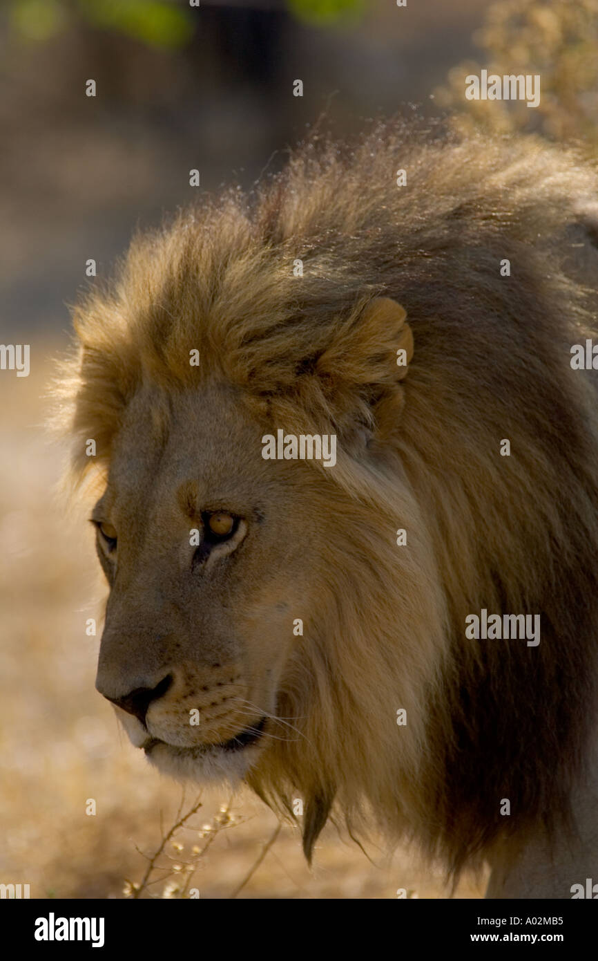 Lion Panthera leo Moremi Reserve Botswana Africa Stock Photo - Alamy