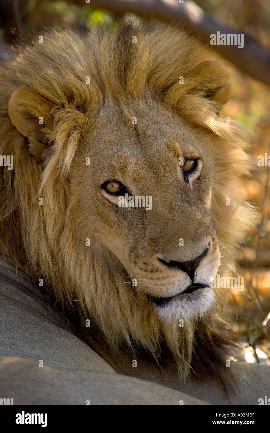 Lion Panthera leo Moremi Reserve Botswana Africa Stock Photo - Alamy