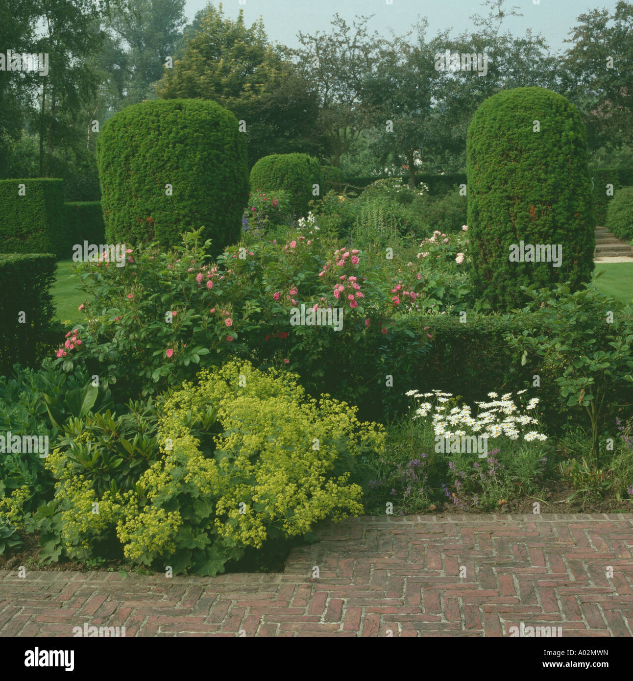 Corner of a large country garden with lady s mantle roses and clipped yew pillars Stock Photo