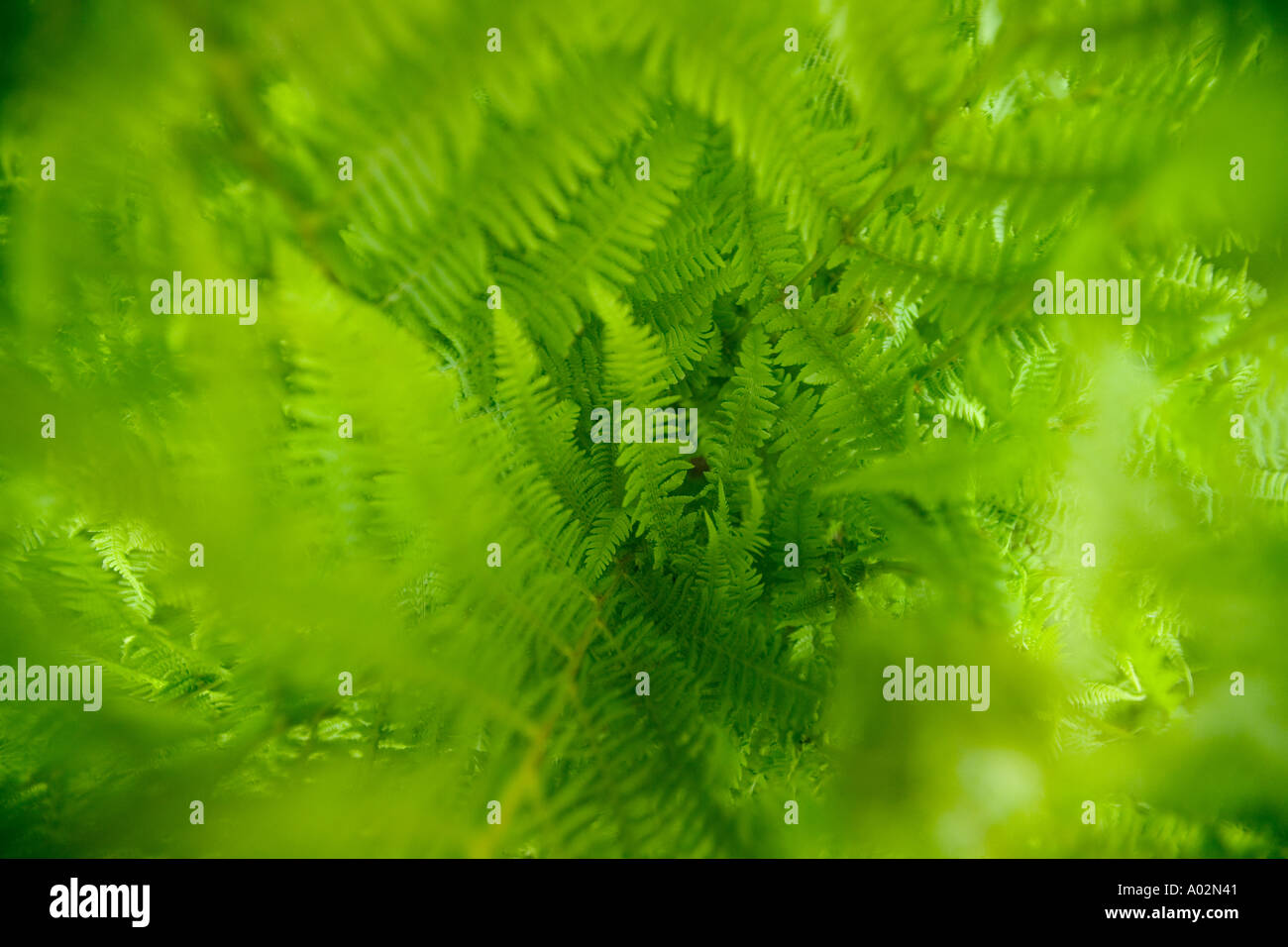 Close up of Fern near Torsby in Varmland County Sweden Stock Photo
