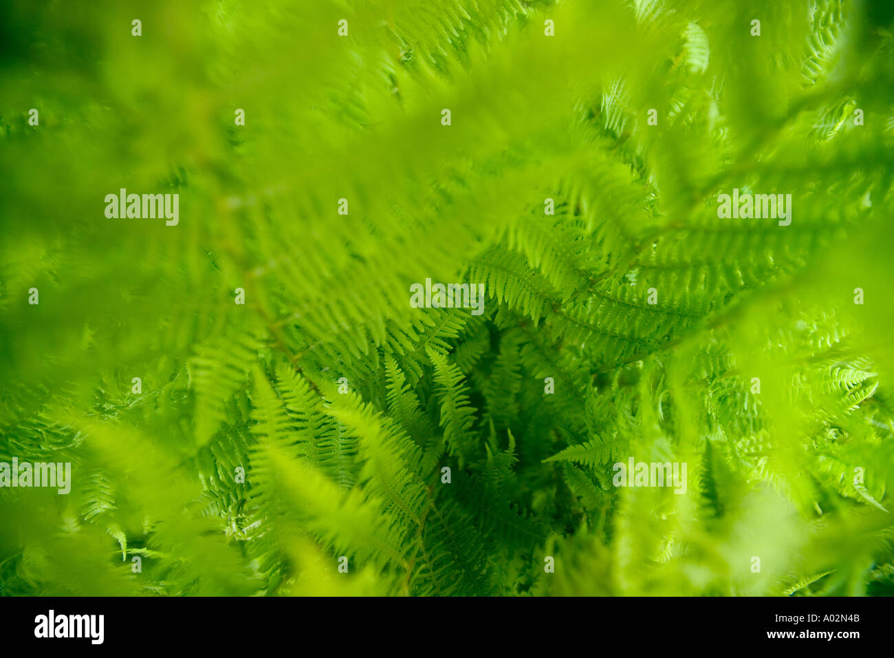 Close up of Fern near Torsby in Varmland County Sweden Stock Photo