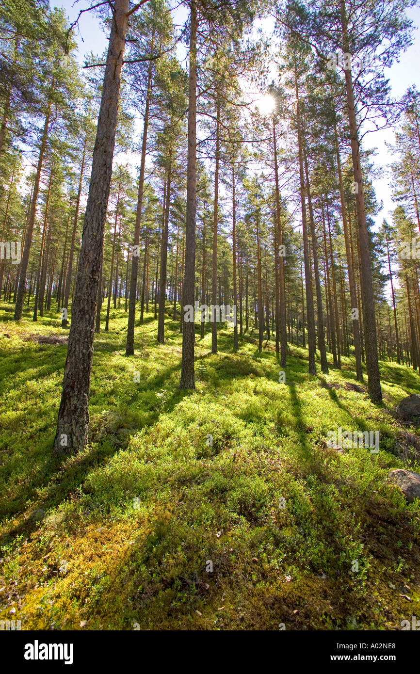 Forest near Torsby in Varmland County Sweden Stock Photo Alamy