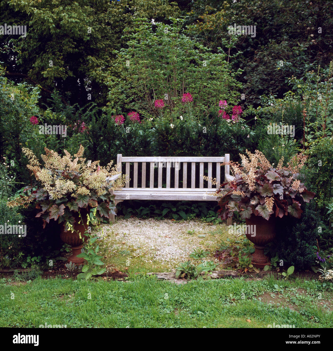 Heuchera In Planters Beside Wooden Bench Against Pink Rose And