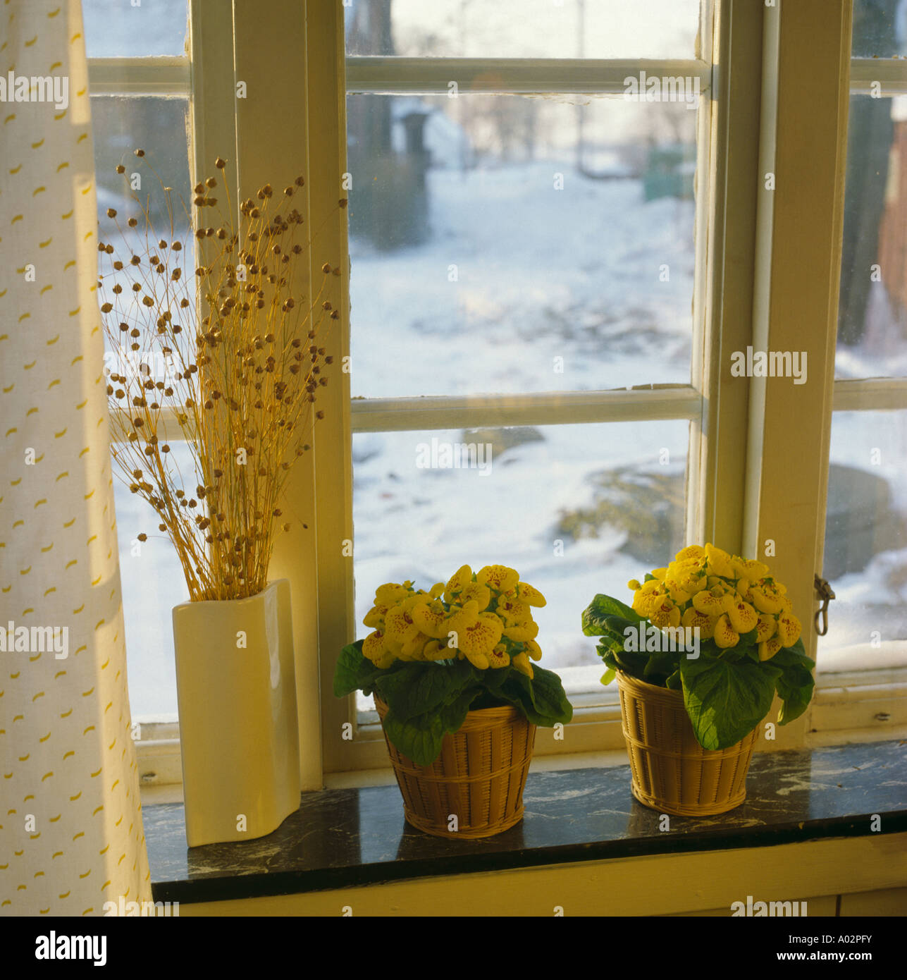 Still-Life of yellow Calceolaria on windowsill with view of snowy garden Stock Photo