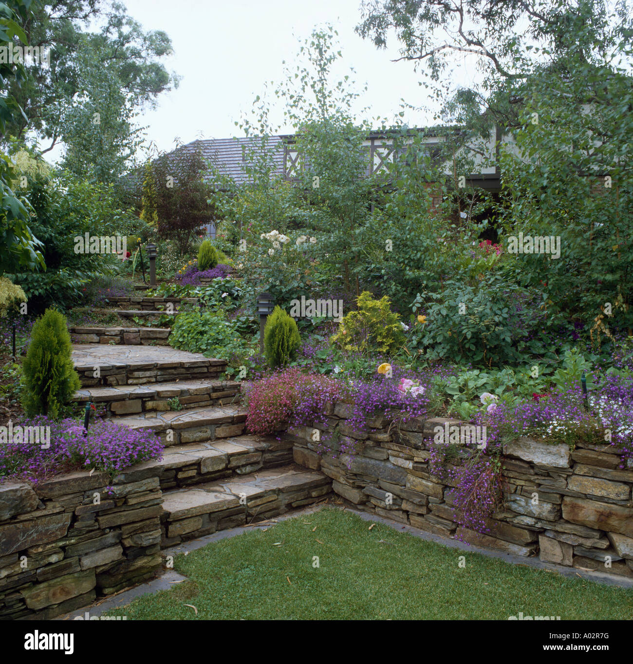 Stone steps leading to sunken lawn with drystone wall and aubretia and spring plants in garden border Stock Photo