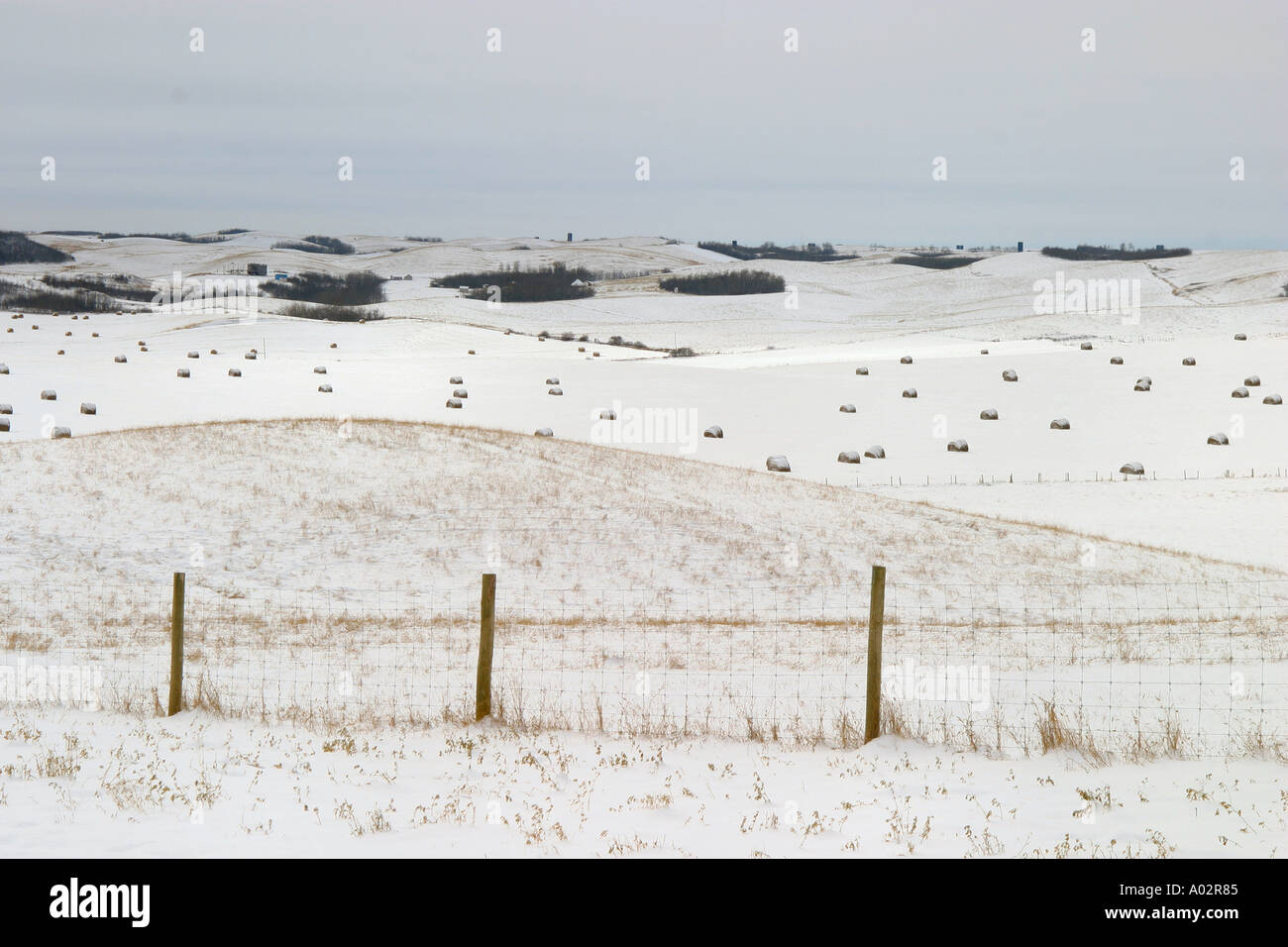 Round Bales in snow Stock Photo