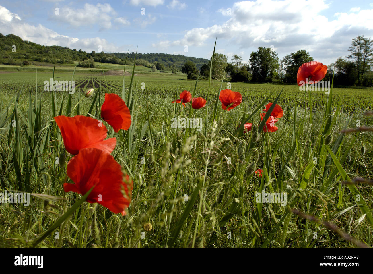Poppies spring hi-res stock photography and images - Alamy