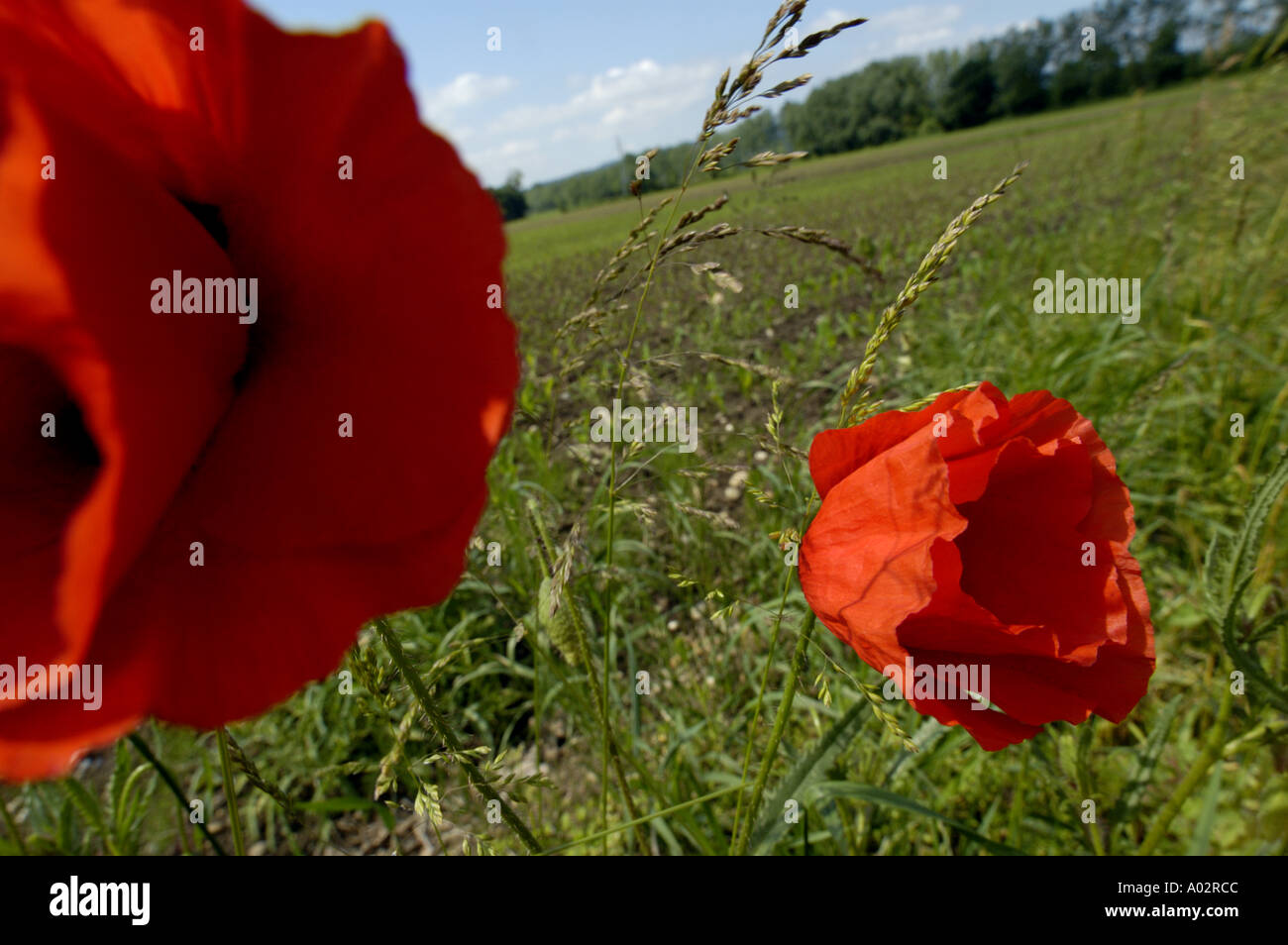 Blooming field red poppies hi-res stock photography and images - Alamy
