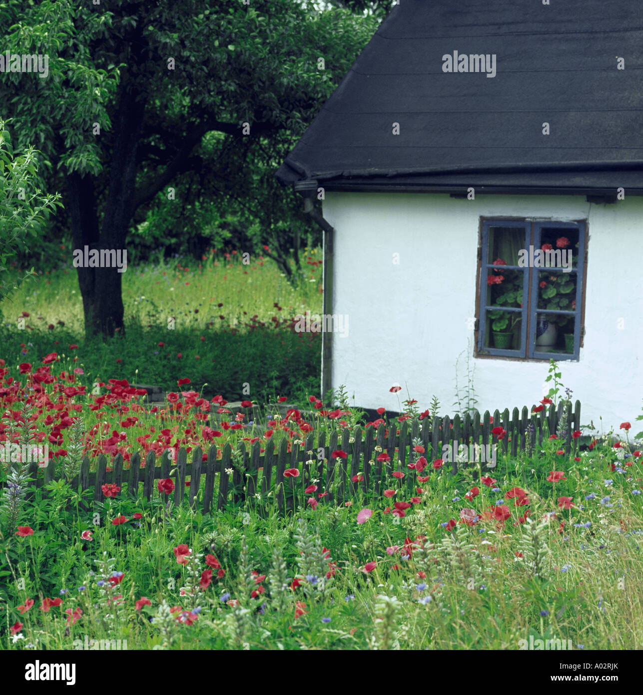 Red poppies and low rustic wooden fence in wild country garden of small white Swedish cottage Stock Photo