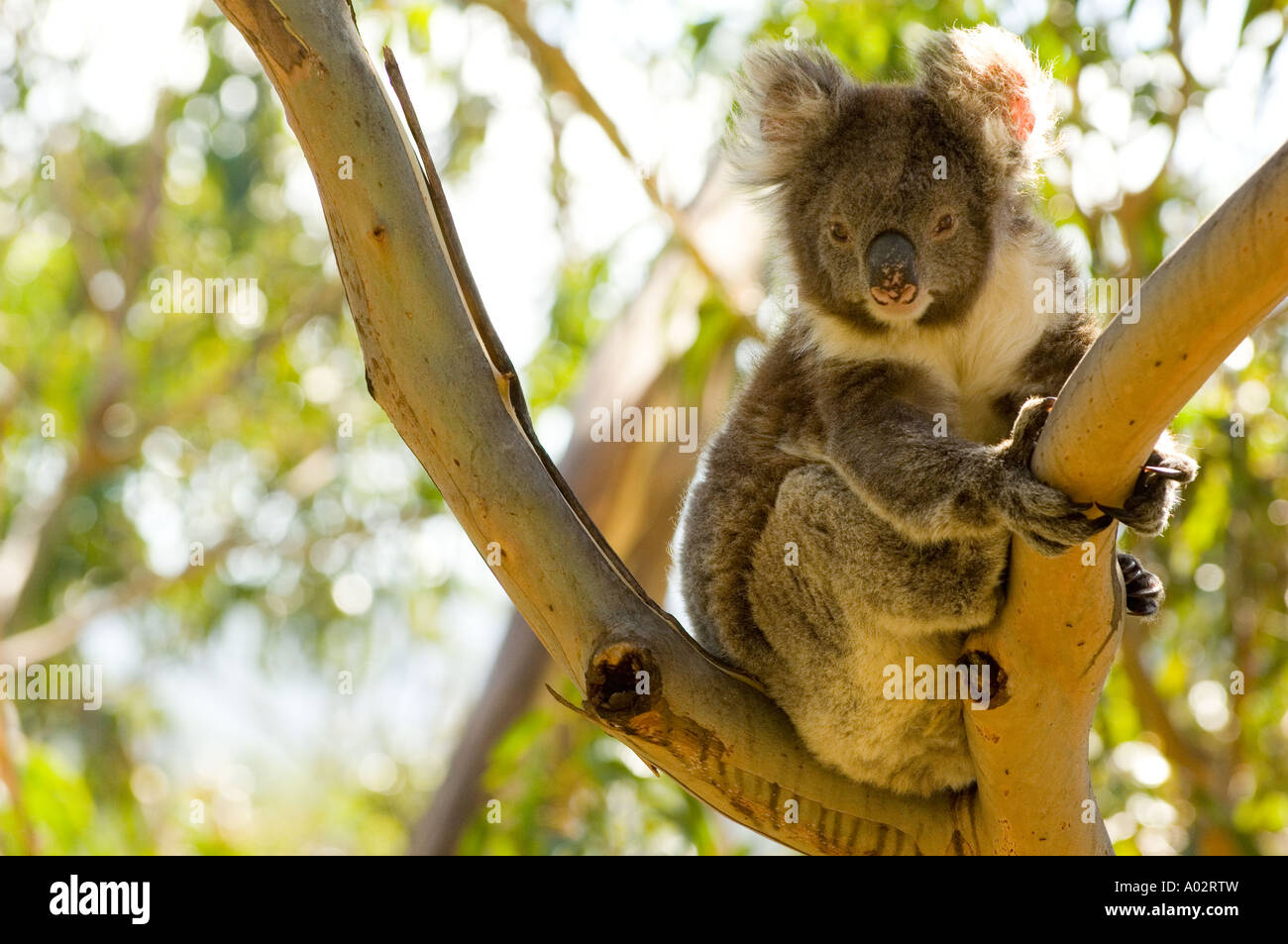 Koala watching hi-res stock photography and images - Alamy