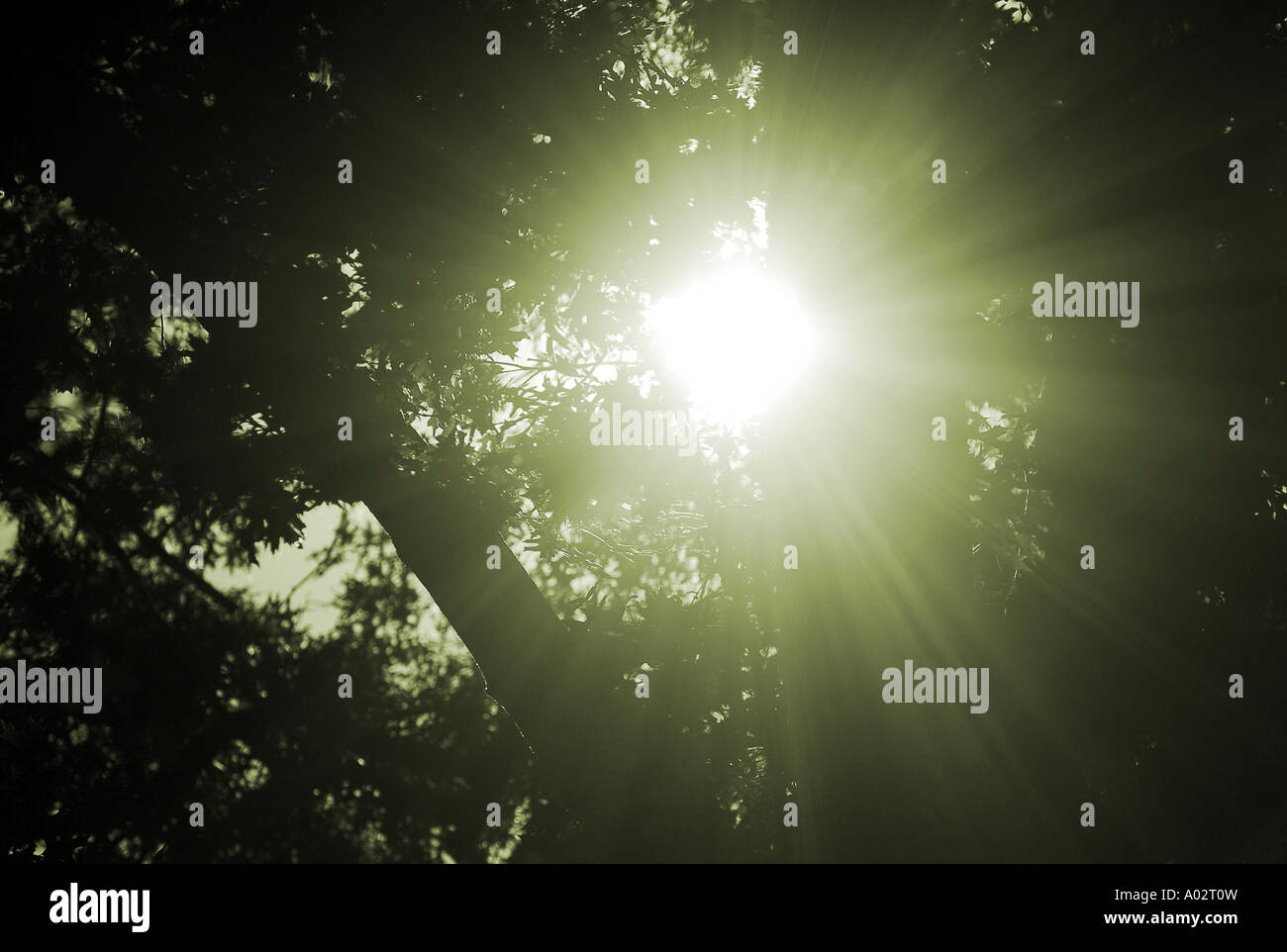Sun burst streaming through trees in forest nature concept Stock Photo