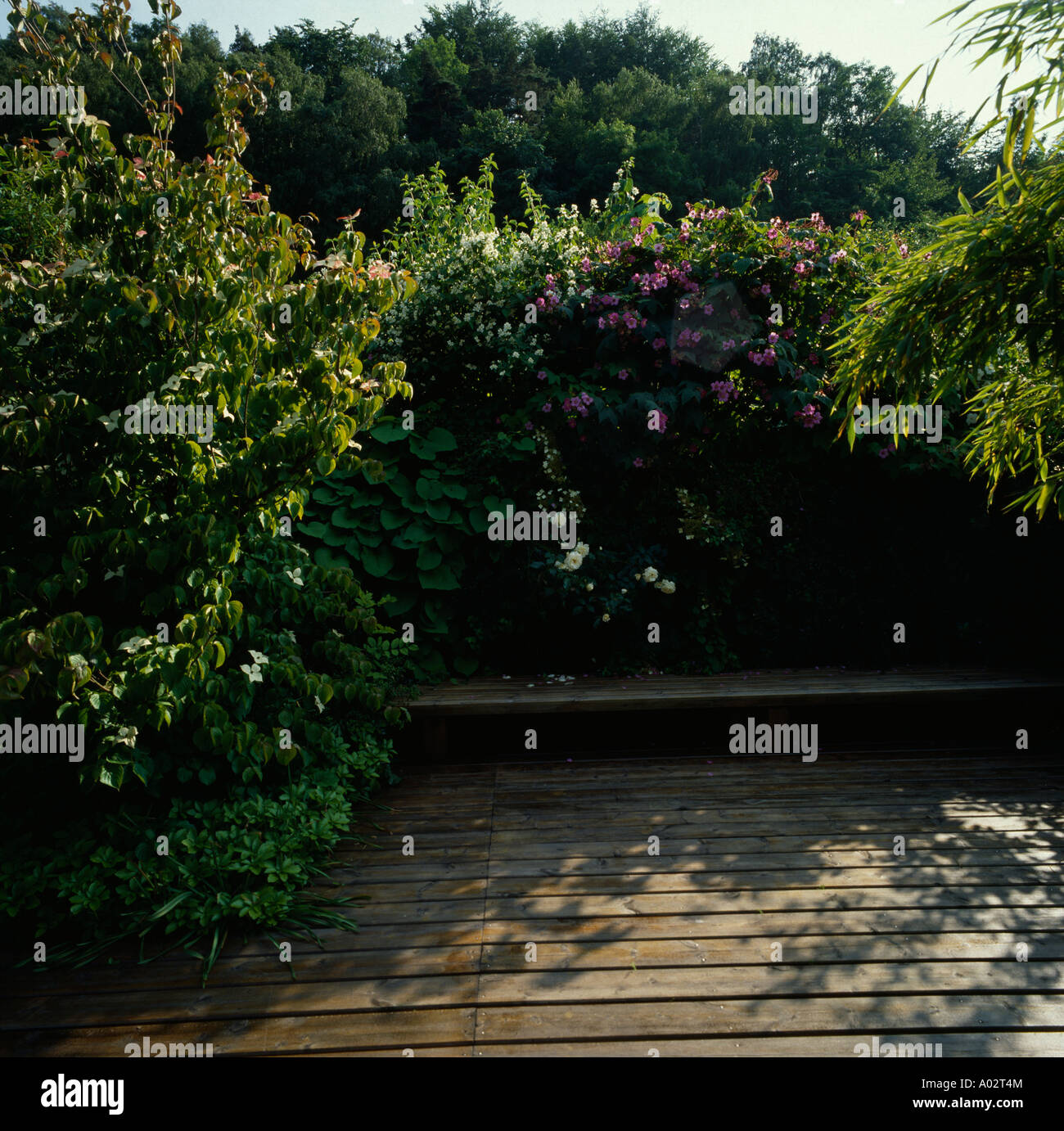 Wooden bench on decking against hedge with climbing pink rose Stock Photo