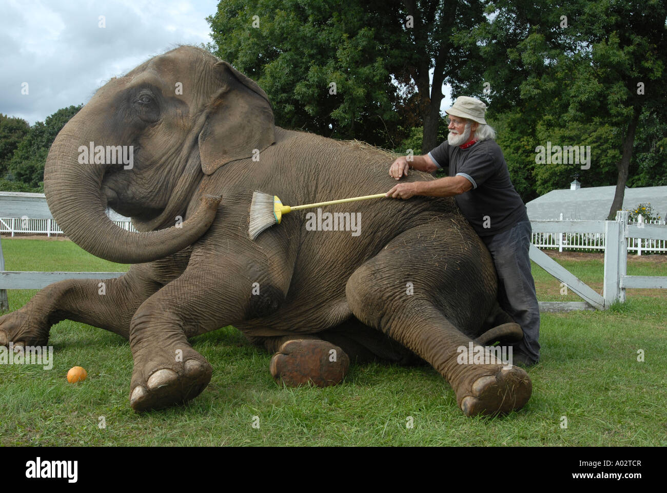 Animal trainer cleans his elephant at a county fair in Durham Connecticut USA Stock Photo