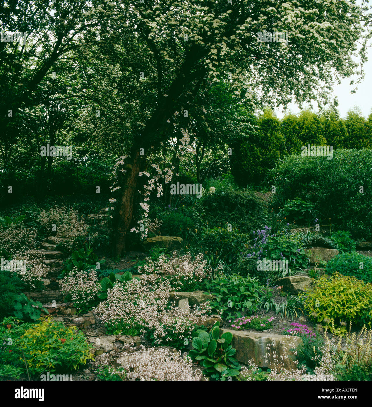Steps and rockery garden with Spring perennial plants beneath large