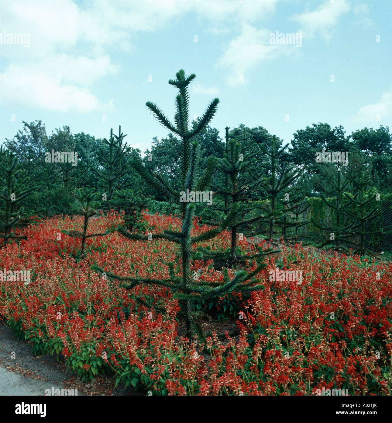 Plantation of young monkey puzzle trees underplanted with annual red salvias Stock Photo