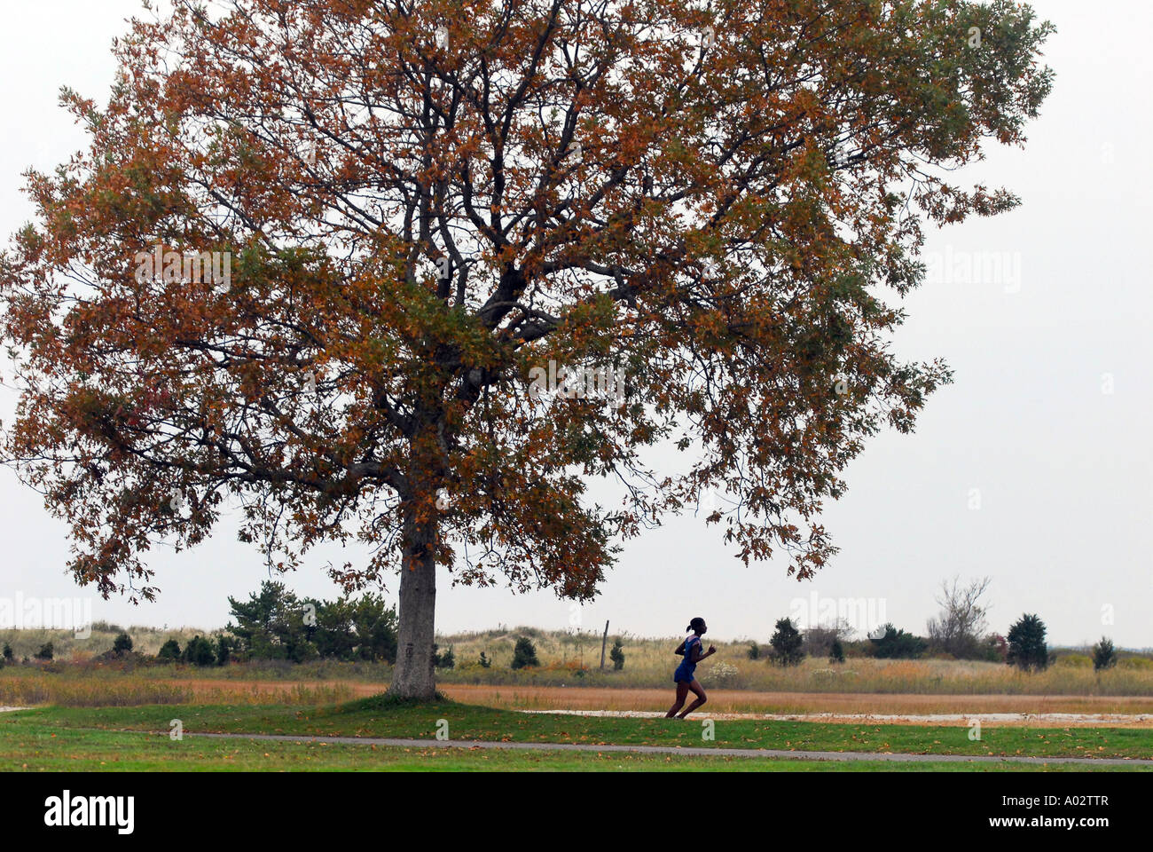 A lone female runner runs on an empty country road under a tree. African American Woman Stock Photo