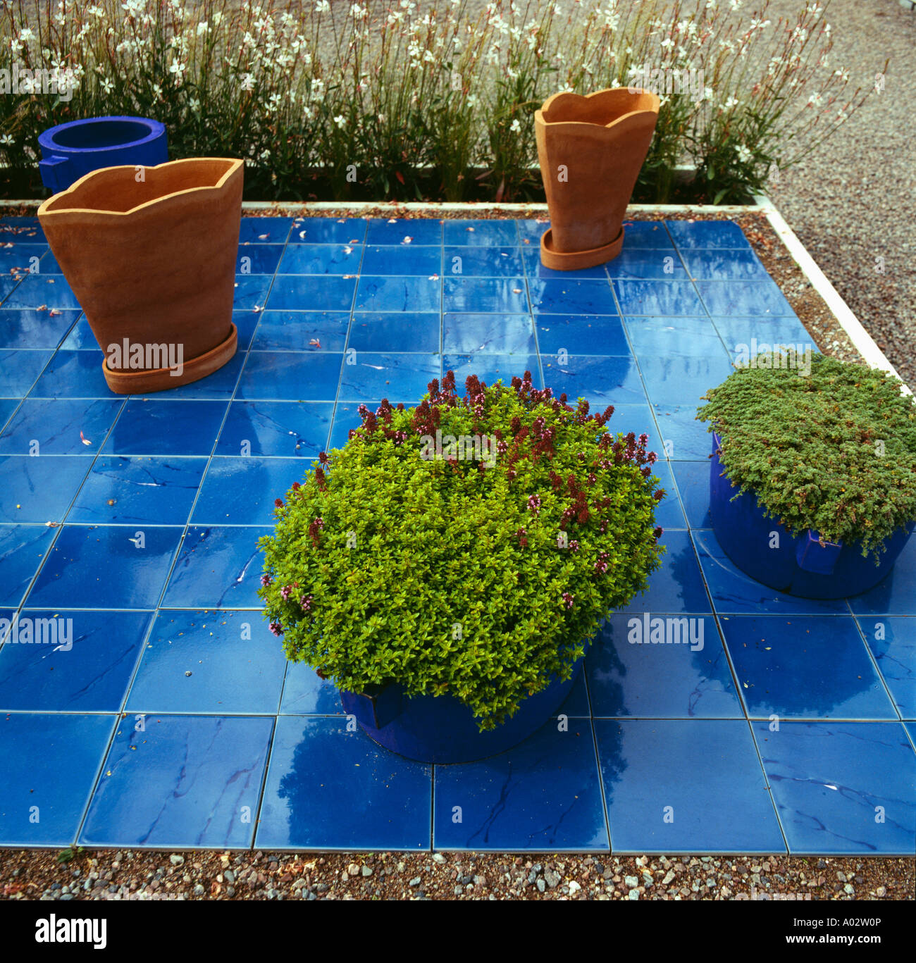 Terracotta Pots Planted With Shrubs On Blue Tiled Small Square