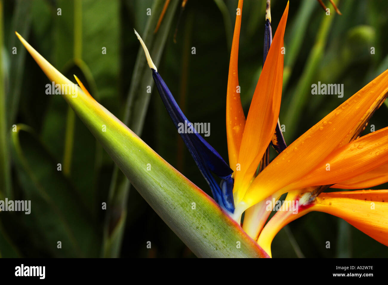 Birds of paradise flower hi-res stock photography and images - Alamy