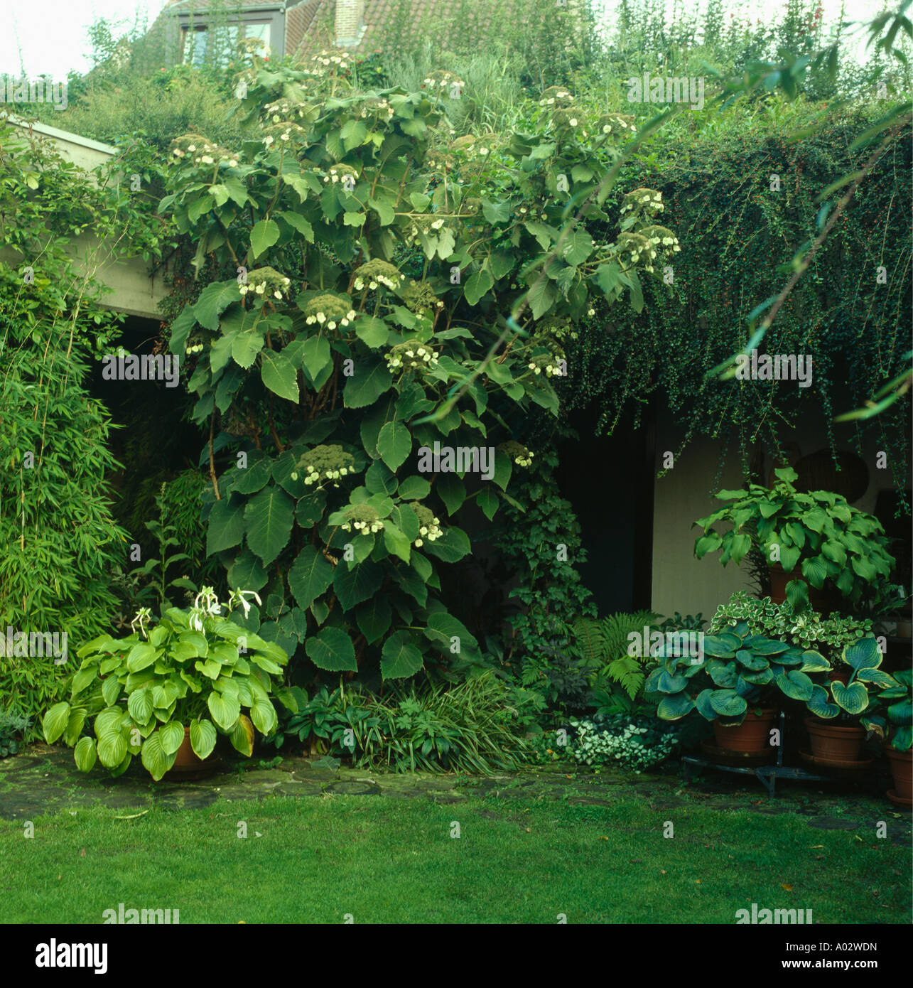 Shady corner with large hydrangea underplanted with hostas Stock Photo