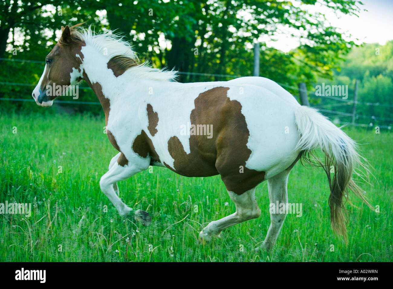 Horse running in pasture, Paint Breed, near Claremont, Ontario Canada