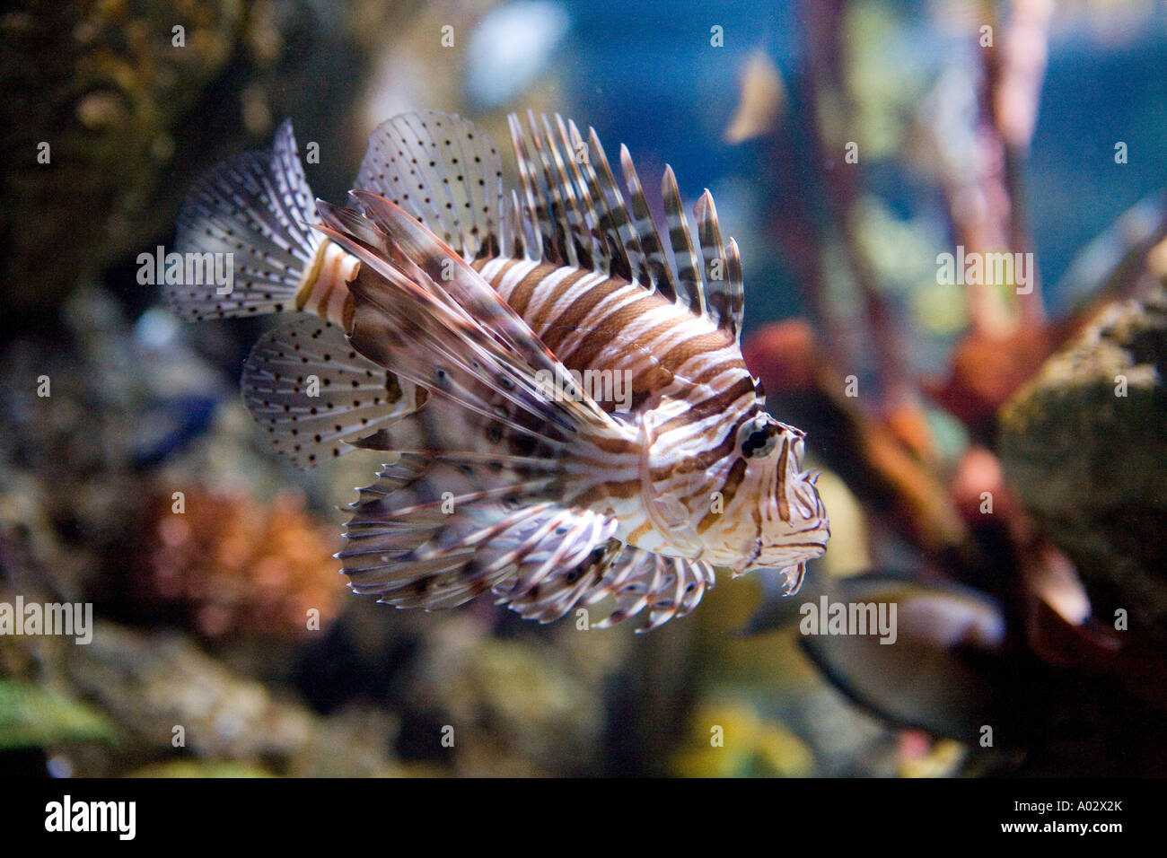 Lionfish at the London Aquarium Pterois volitans from the family Scorpaenidae Stock Photo