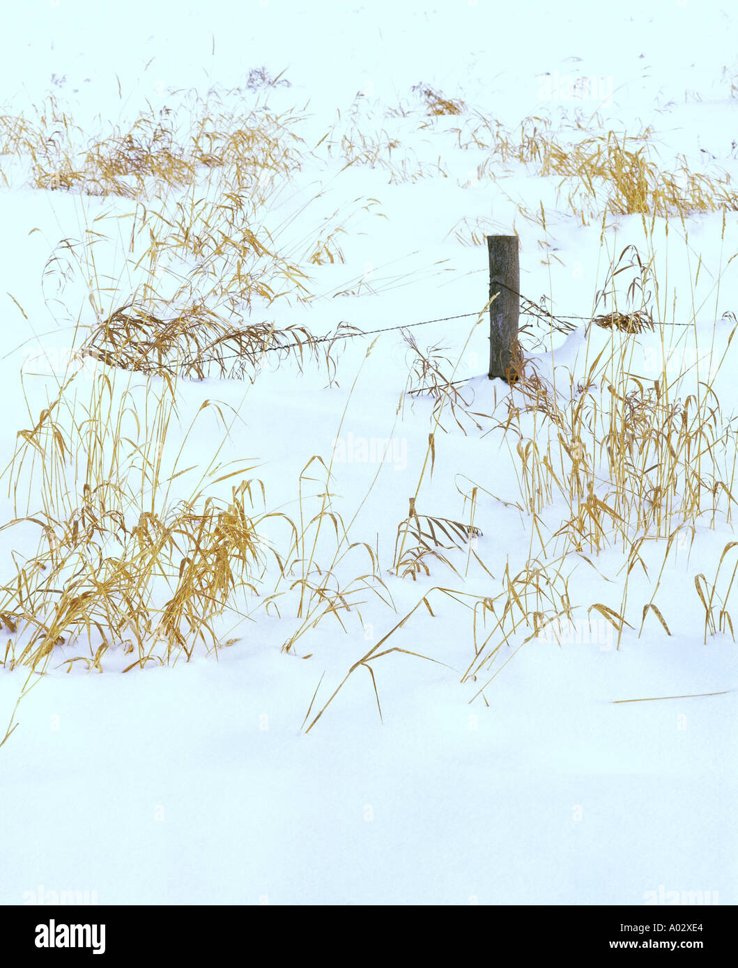 Barbed wire fence covered in deep snow with winter grasses Grande ...
