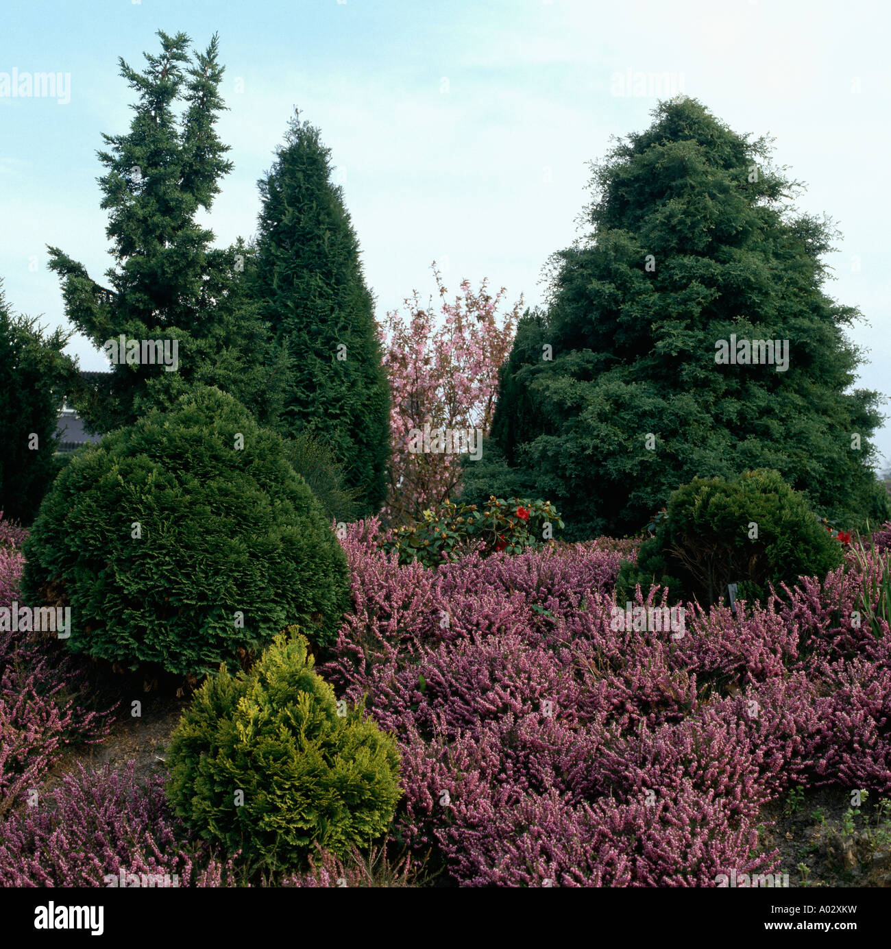 Large conifers underplanted with pink winter flowering heather Stock
