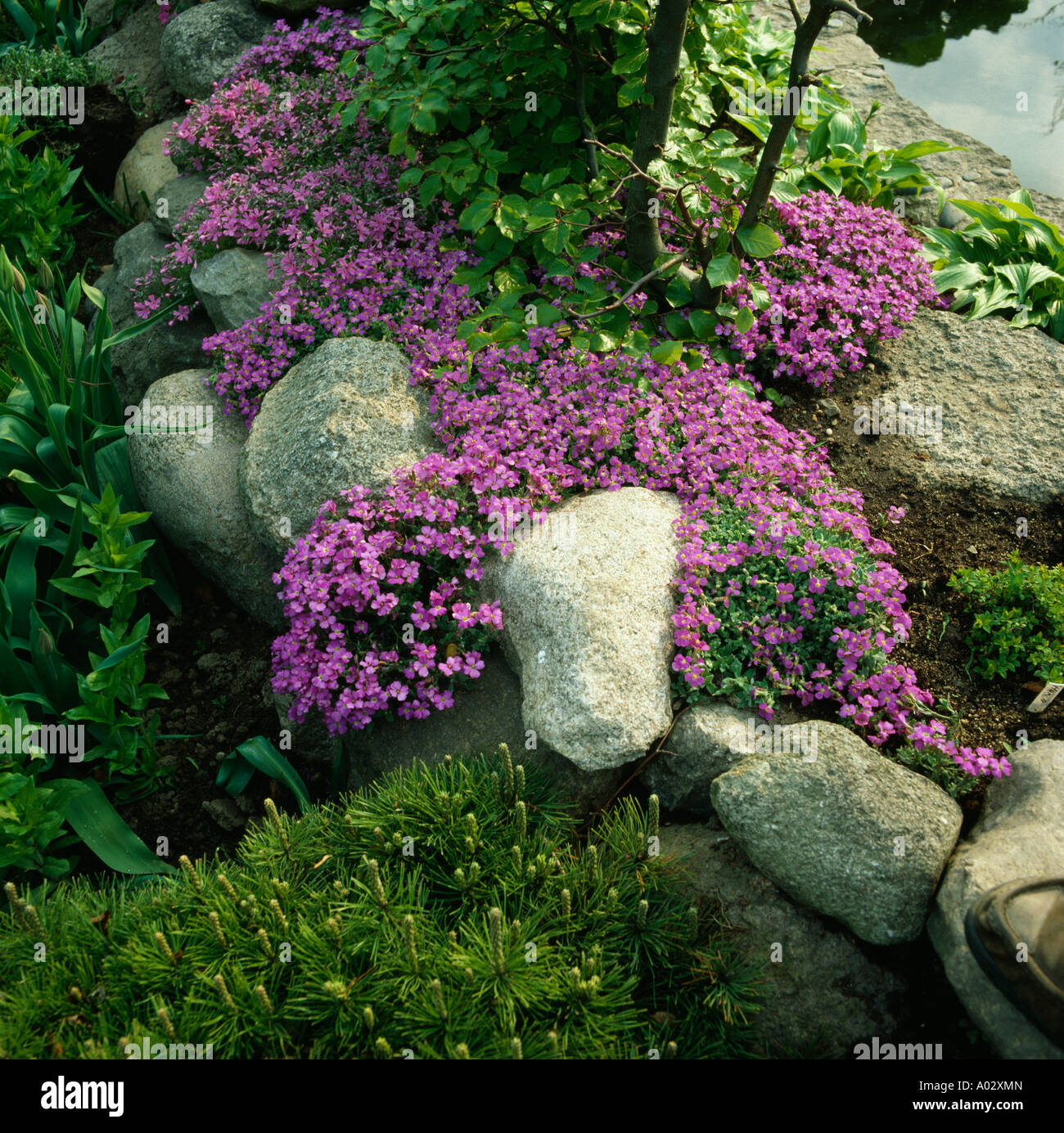 Close up of clumps of pink aubrieta growing over rounded boulders Stock Photo