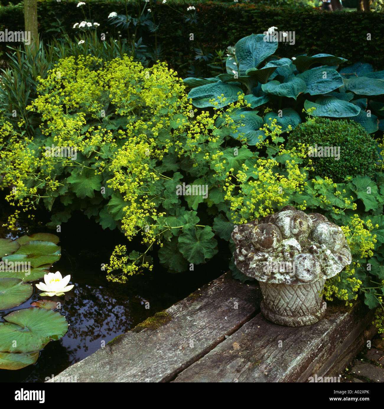 Perennials ladys mantle hi-res stock photography and images - Alamy