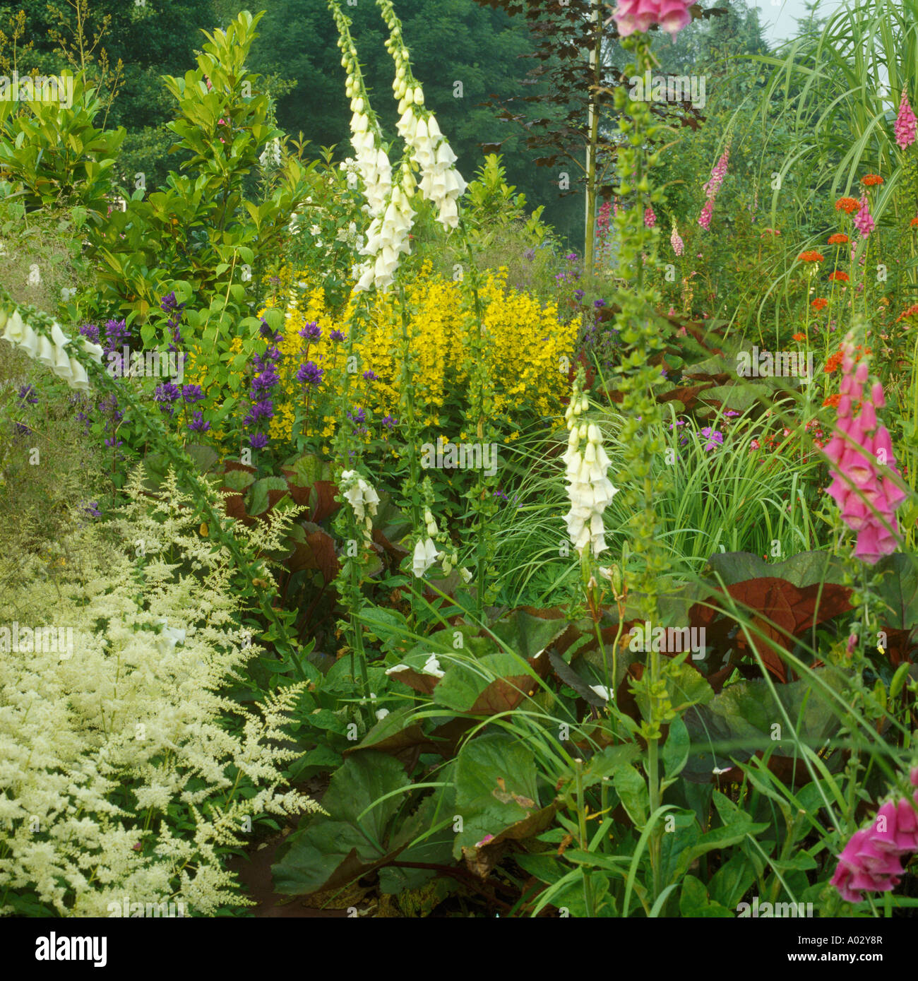 Pink and white Digitalis and Aruncus in country garden summer border Stock Photo