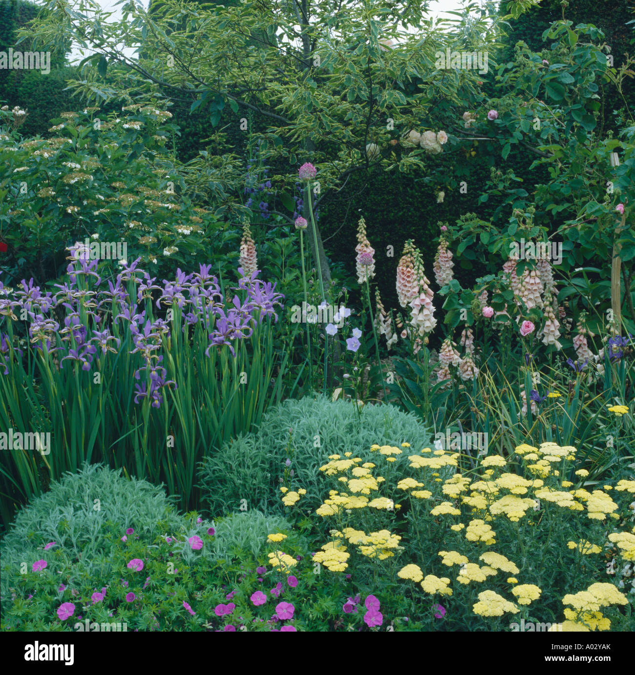 Blue iris, yellow achillea and pink digitalis in summer country garden border Stock Photo