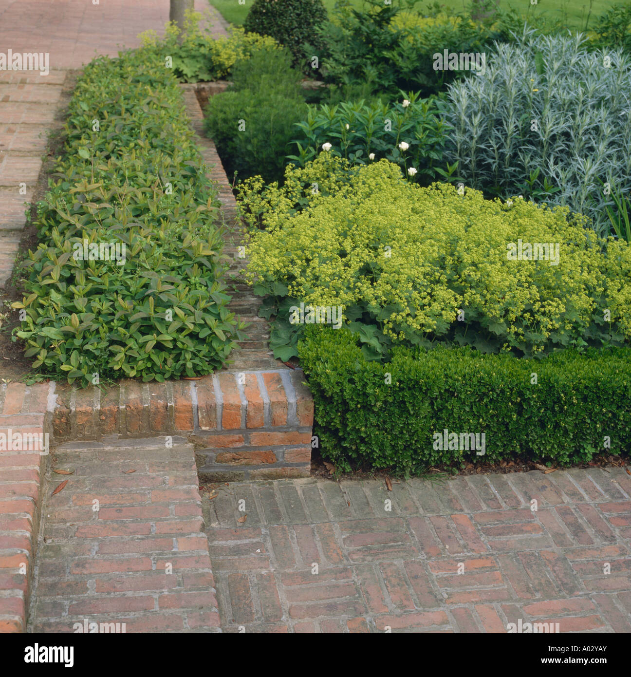 Brick steps with box edging lady s mantle and artimesia Stock Photo