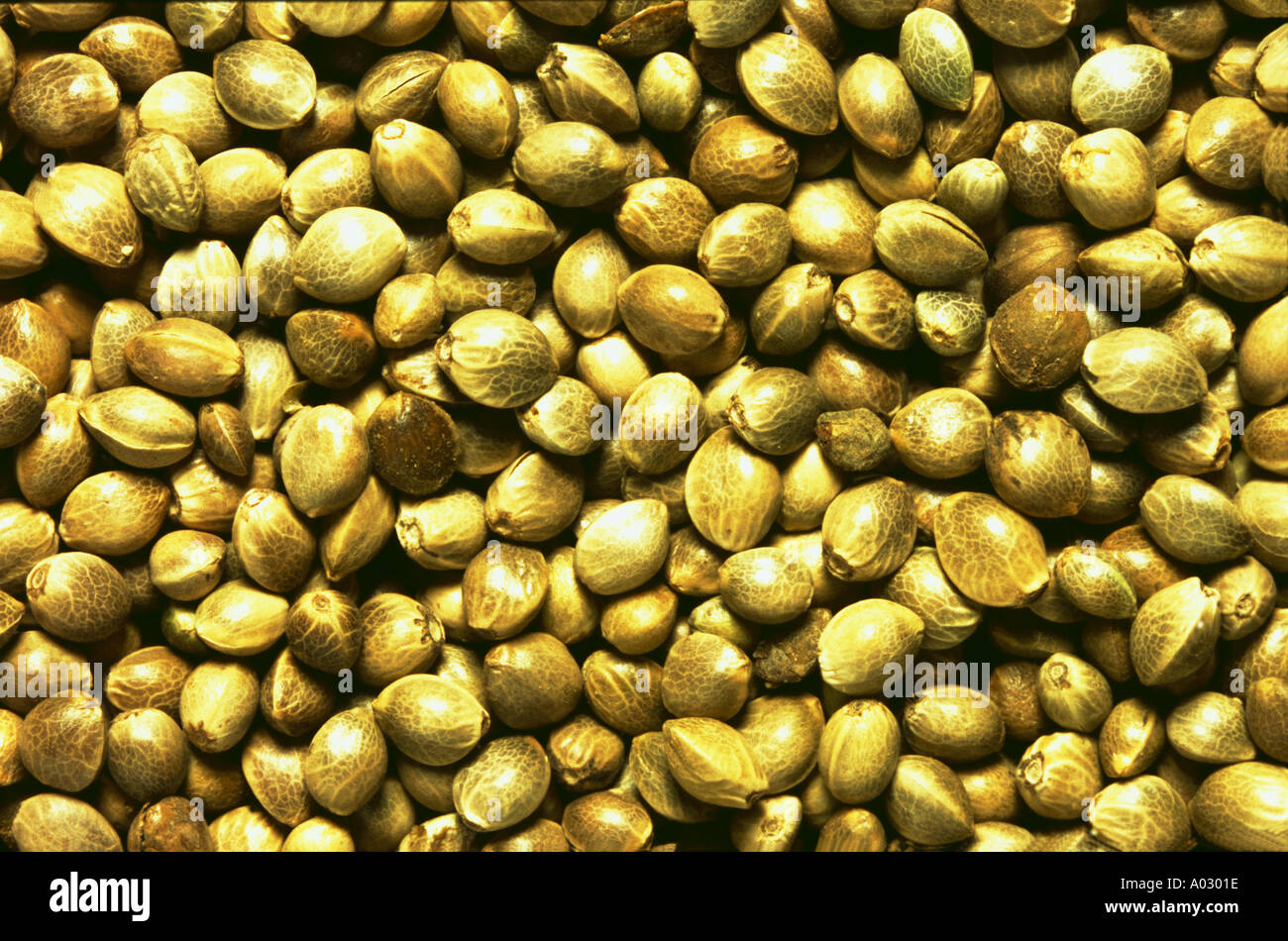 Hemp seeds cannabis sativa drug and medicinal use Stock Photo Alamy