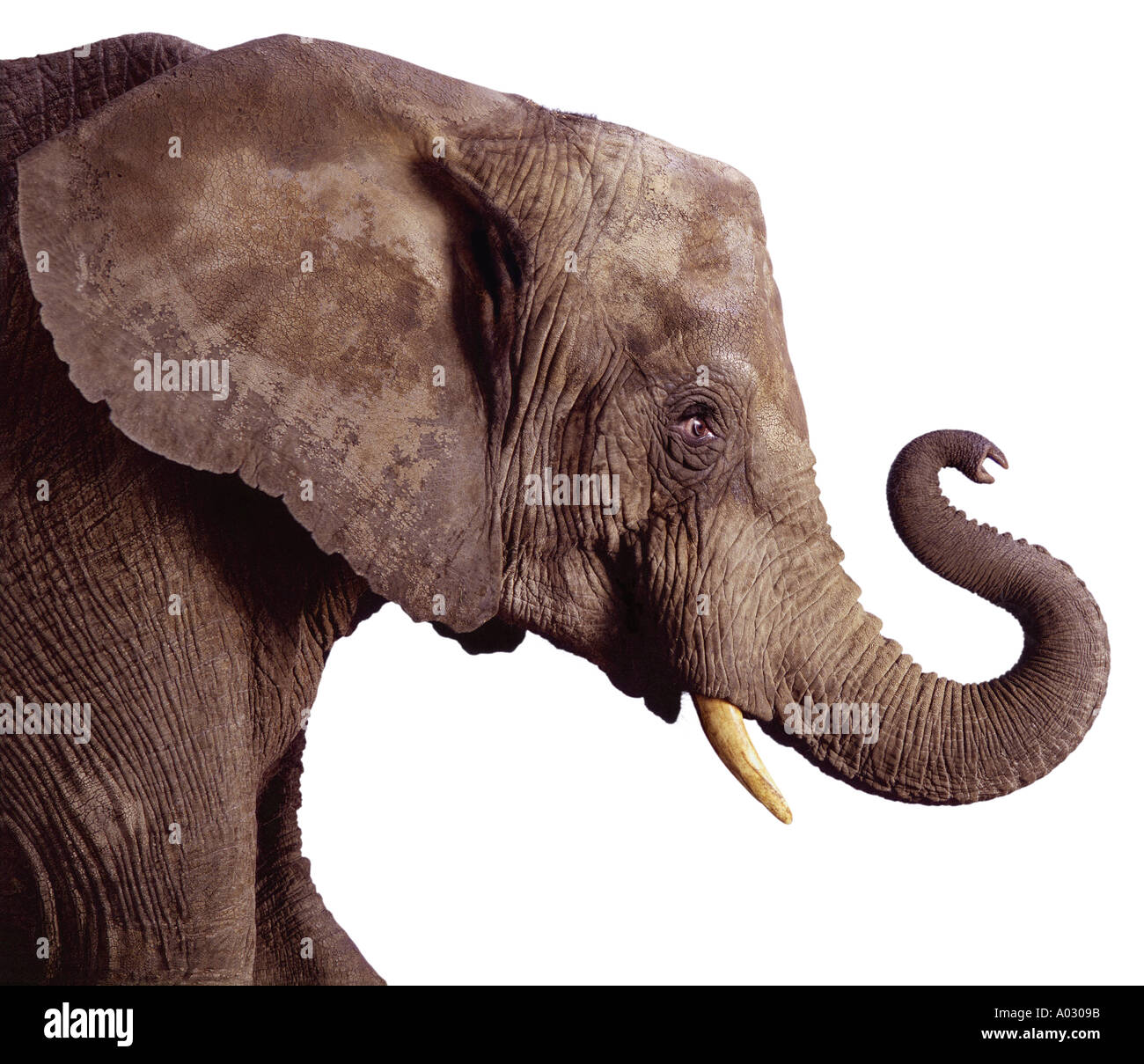 Elephant white background hires stock photography and images Alamy