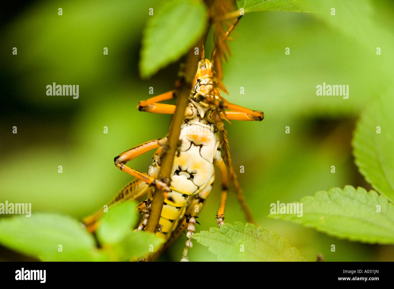 Underbelly of a lubber grasshopper on a branch in the Florida Everglades, USA. Stock Photo