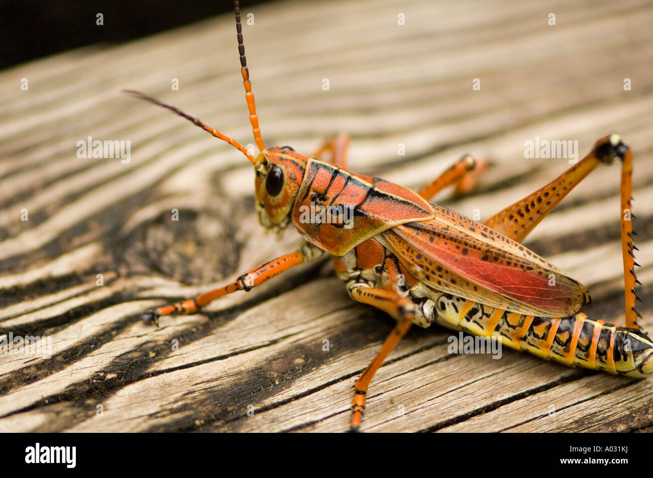 Lubber grasshopper on a boardwalk in the Florida Everglades, USA. Stock Photo