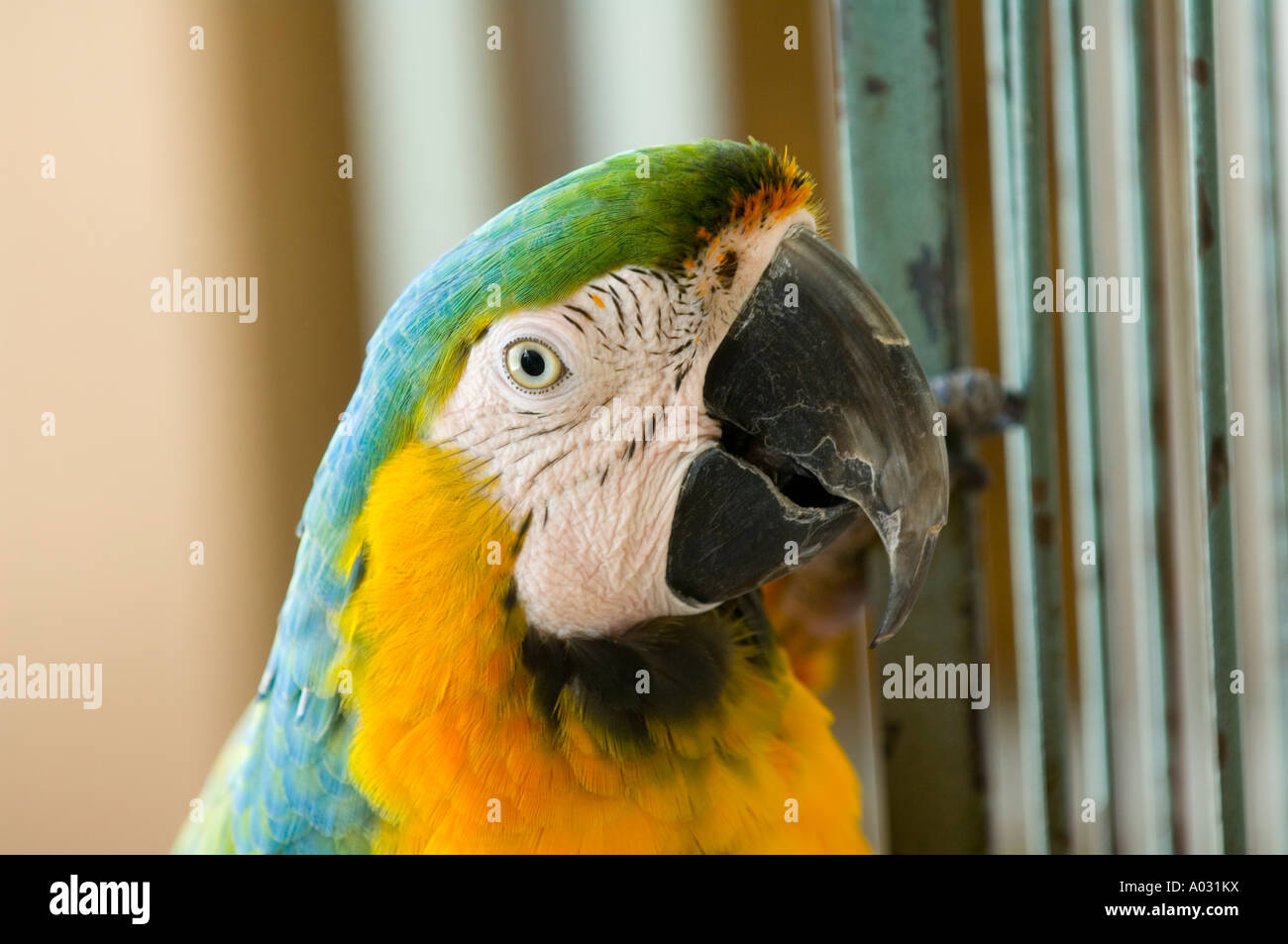 Image showcasing Blue and Gold Macaw Parrot in captivity Stock Photo - Alamy