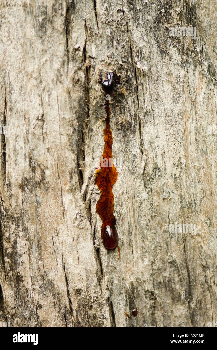 Sap bleeding from a tree in the Florida Everglades, USA Stock Photo Alamy