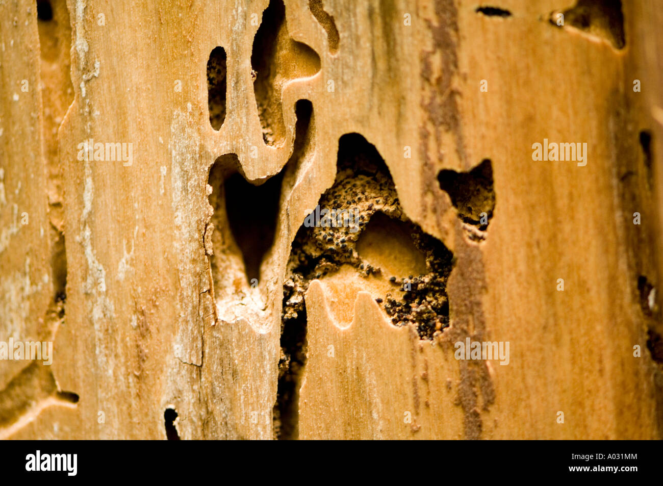 Termite marks on a tree in the Florida Everglades, USA Stock Photo - Alamy