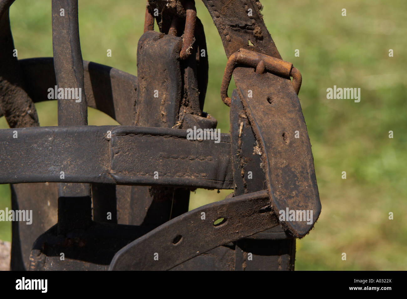Horse harness hi-res stock photography and images - Alamy