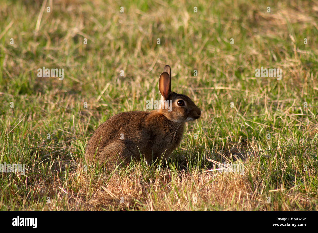 Wild Rabbit Britain Rabbit meadow uk hi-res stock photography and images - Alamy
