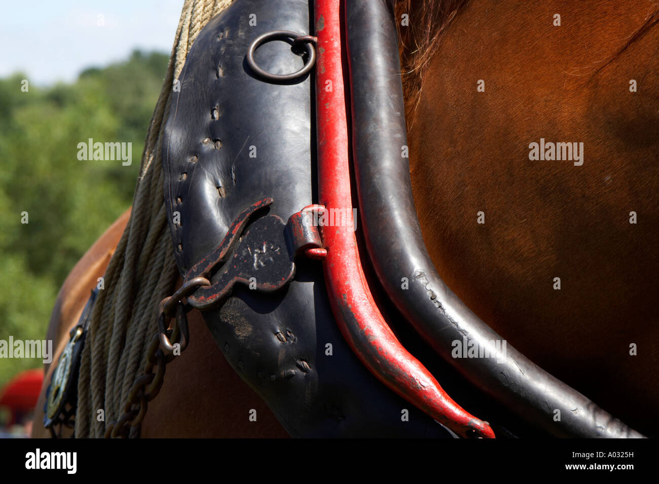 Old horse harness hi-res stock photography and images - Alamy