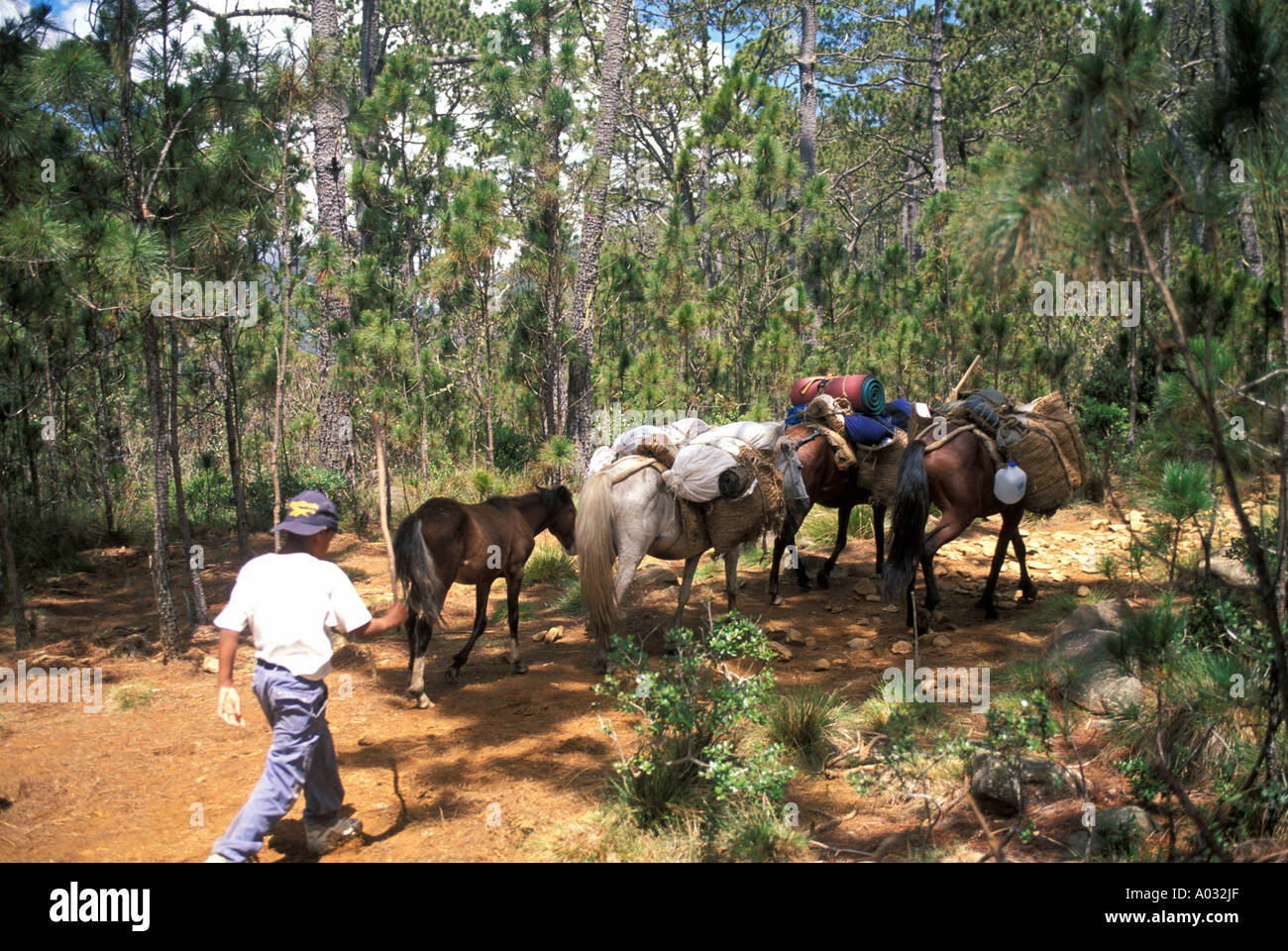 Pico Duarte Hiking Trail pack mules Dominican Republic Bermudez National Park outdoor adventure sports recreation Stock Photo