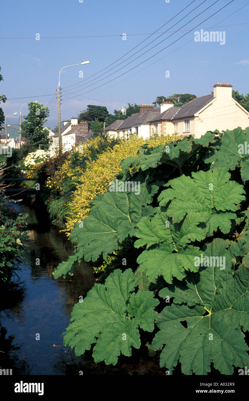 Ireland elephant ear plants favor warm climate planted in small park dingle  town gulf stream influence Stock Photo - Alamy
