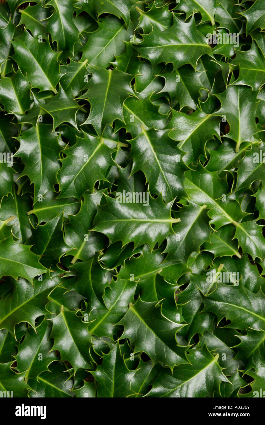 Holly Leaves ilex aquifolium Stock Photo