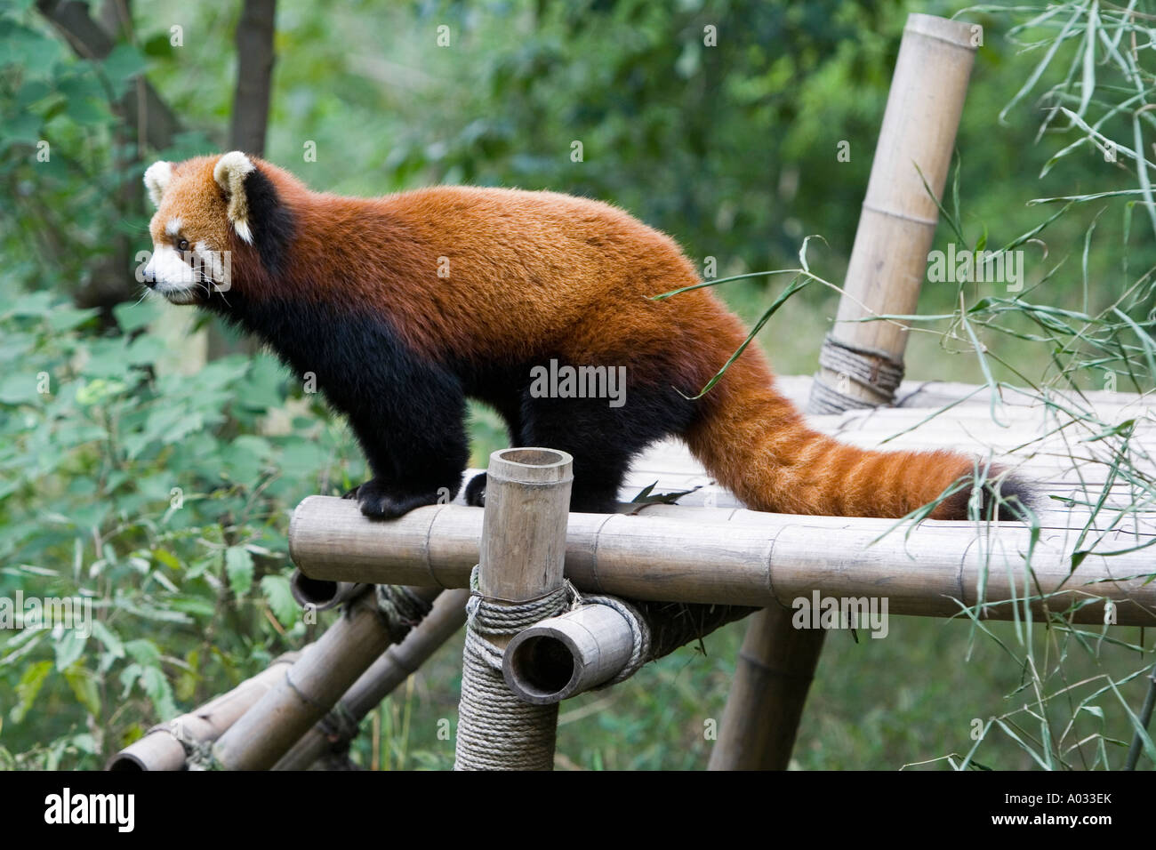 Red panda - panda breeding centre Chengdu China Stock Photo - Alamy