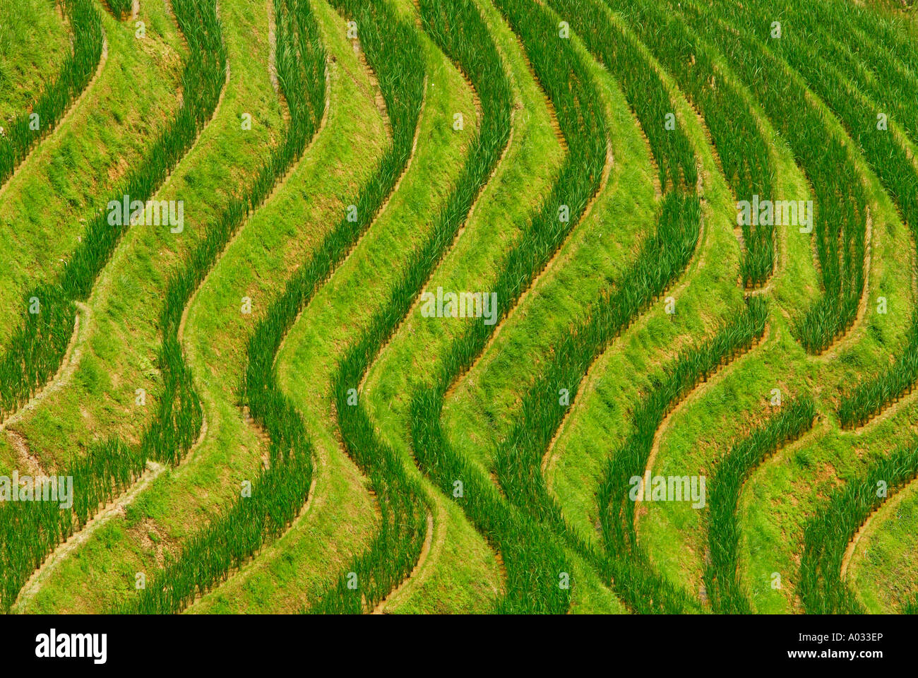 Graphics of Longji Titian rice terraces Guangxi China Stock Photo