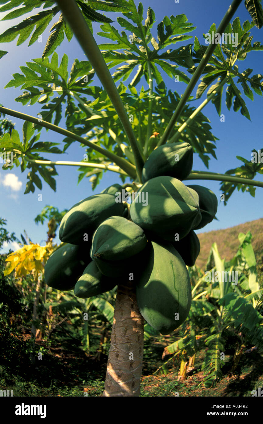 papaya tree with fruit Stock Photo