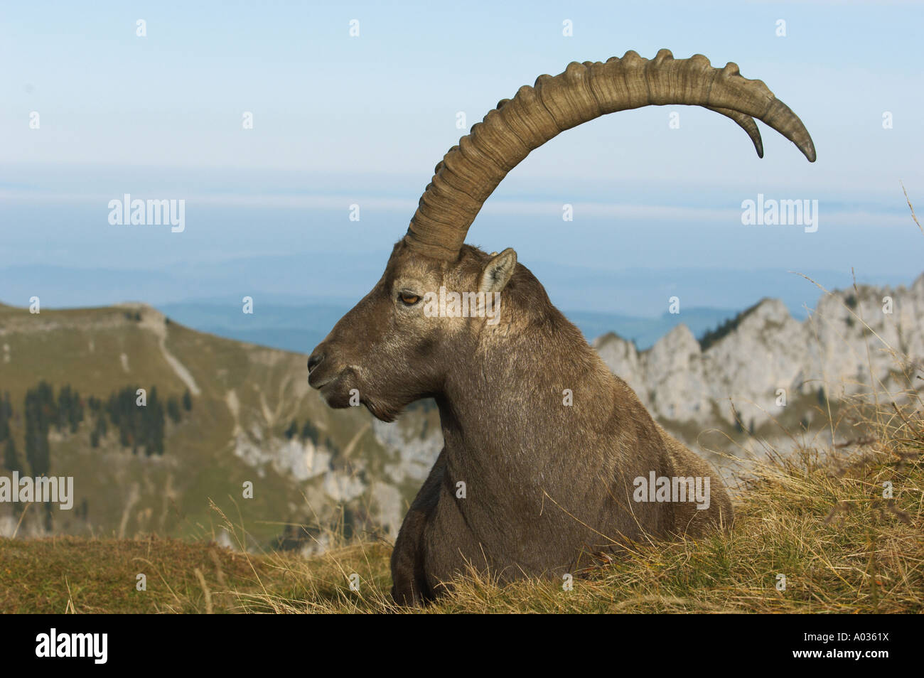 Alpine Ibex - portrait / Capra ibex Stock Photo