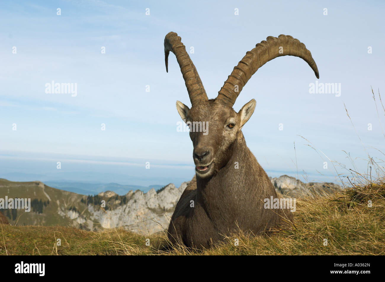 Alpine Ibex - portrait / Capra ibex Stock Photo